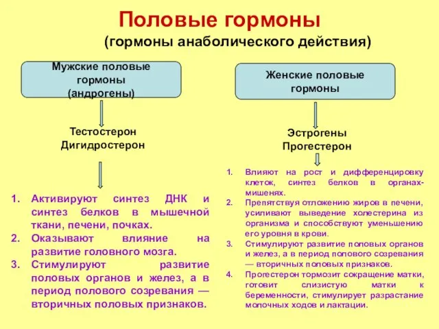 Половые гормоны (гормоны анаболического действия) Мужские половые гормоны (андрогены) Тестостерон Дигидростерон