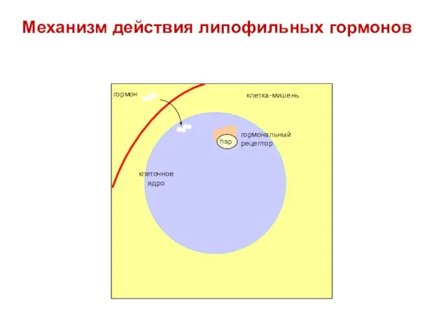 Механизм действия липофильных гормонов клеточное ядро