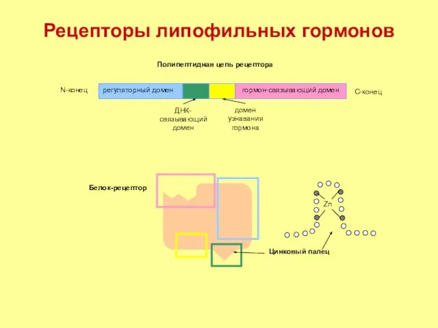 Рецепторы липофильных гормонов