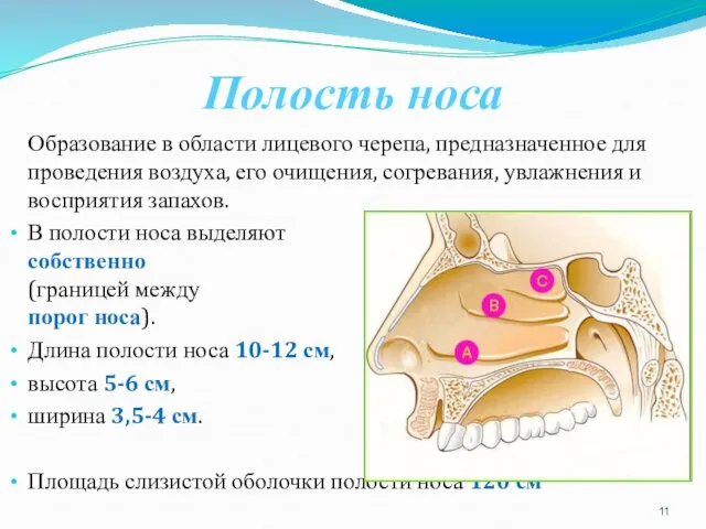 Полость носа Образование в области лицевого черепа, предназначенное для проведения воздуха,