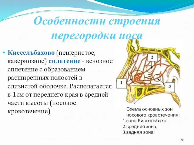 Особенности строения перегородки носа Киссельбахово (пещеристое, кавернозное) сплетение - венозное сплетение