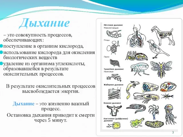 Дыхание – это совокупность процессов, обеспечивающих: поступление в организм кислорода, использование