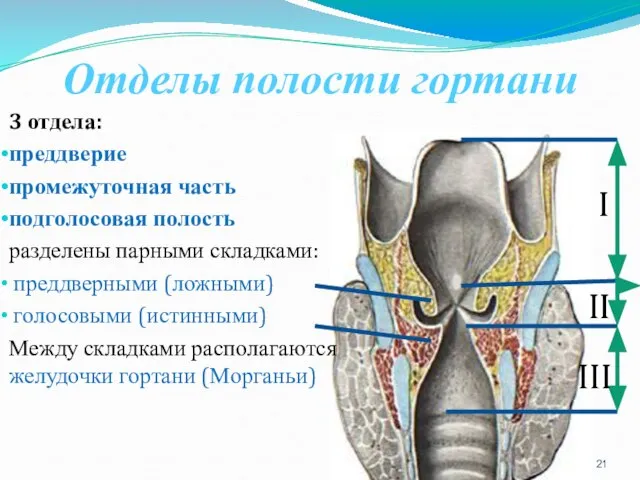 Отделы полости гортани 3 отдела: преддверие промежуточная часть подголосовая полость разделены