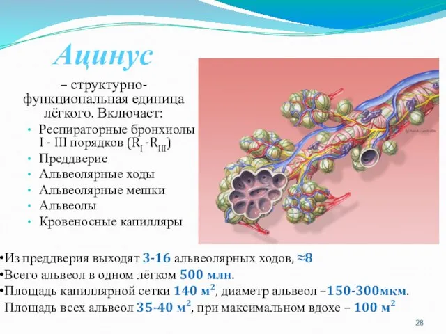 Ацинус – структурно-функциональная единица лёгкого. Включает: Респираторные бронхиолы I - III