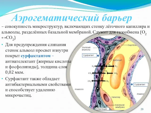 Аэрогематический барьер Для предупреждения слипания стенок альвеол просвет изнутри покрыт сурфактантом