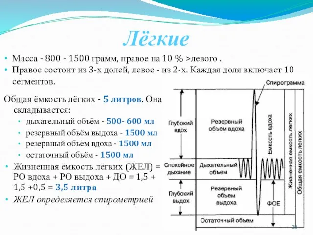 Лёгкие Общая ёмкость лёгких - 5 литров. Она складывается: дыхательный объём