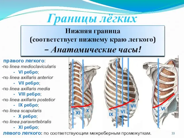 Границы лёгких правого легкого: по linea medioclavicularis VI ребро; по linea