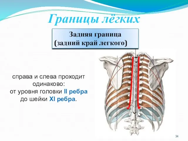 Границы лёгких Задняя граница (задний край легкого) справа и слева проходит