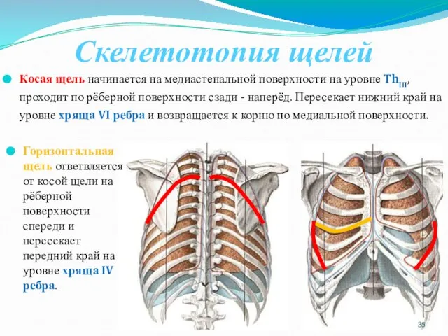 Скелетотопия щелей Косая щель начинается на медиастенальной поверхности на уровне ThIII,