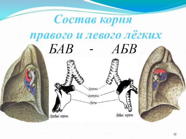 Состав корня правого и левого лёгких БАВ - АБВ