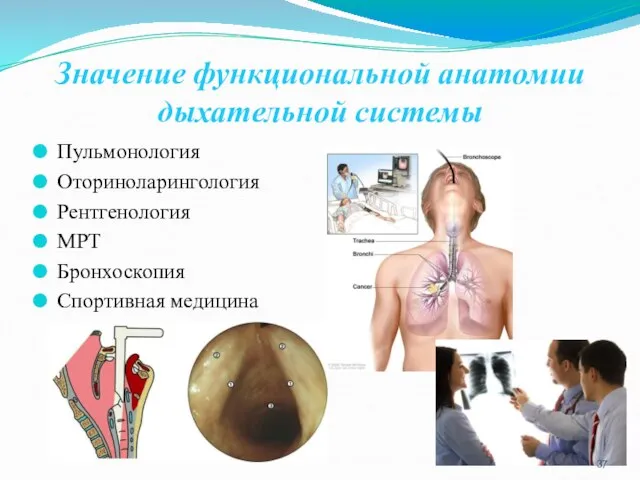 Значение функциональной анатомии дыхательной системы Пульмонология Оториноларингология Рентгенология МРТ Бронхоскопия Спортивная медицина