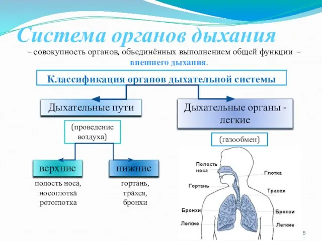 Система органов дыхания – совокупность органов, объединённых выполнением общей функции –внешнего