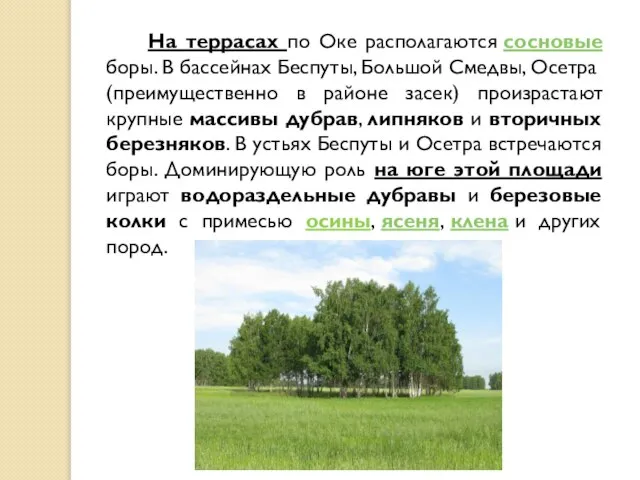 На террасах по Оке располагаются сосновые боры. В бассейнах Беспуты, Большой