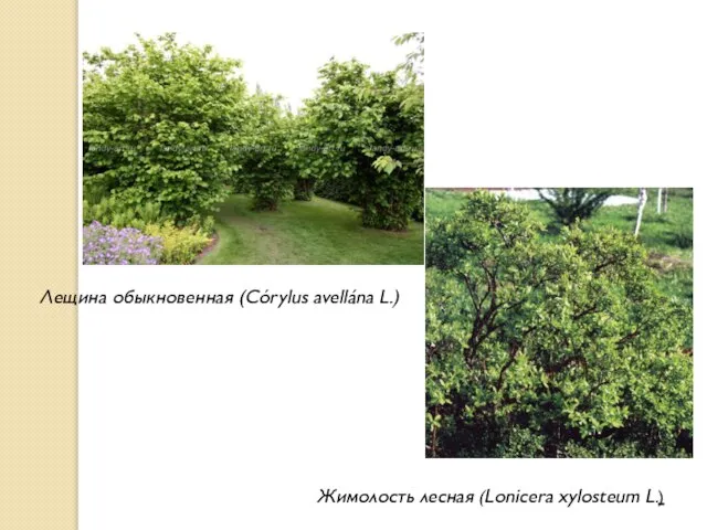 Лещина обыкновенная (Córylus avellána L.) Жимолость лесная (Lonicera xylosteum L.)