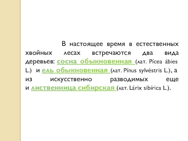 В настоящее время в естественных хвойных лесах встречаются два вида деревьев: