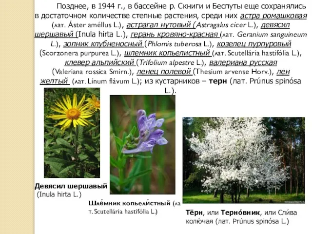 Позднее, в 1944 г., в бассейне р. Скниги и Беспуты еще