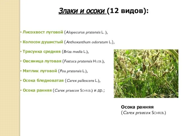 Лисохвост луговой (Alopecurus pratensis L. ), Колосок душистый (Anthoxanthum odoratum L.),