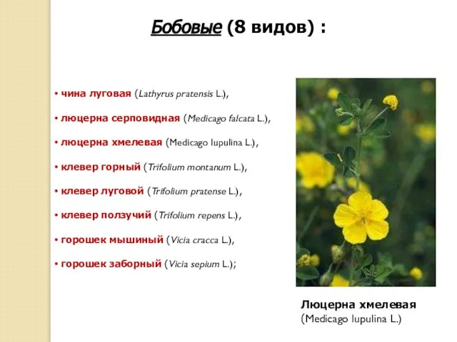 чина луговая (Lathyrus pratensis L.), люцерна серповидная (Medicago falcata L.), люцерна