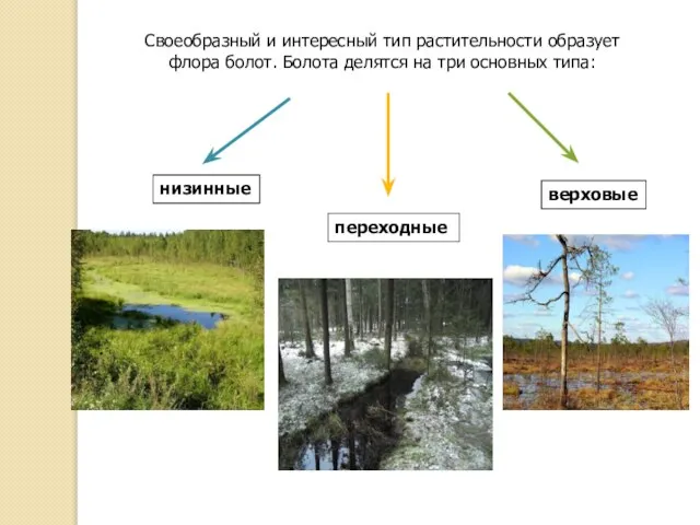 Своеобразный и интересный тип растительности образует флора болот. Болота делятся на