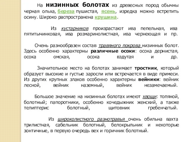 На низинных болотах из древесных пород обычны черная ольха, береза пушистая,