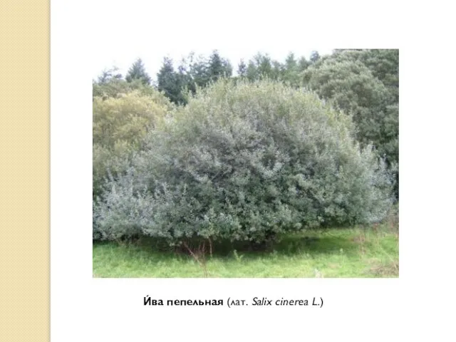 И́ва пепельная (лат. Salix cinerea L.)