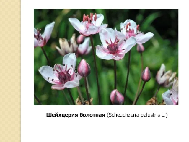 Шейхцерия болотная (Scheuchzeria palustris L.)