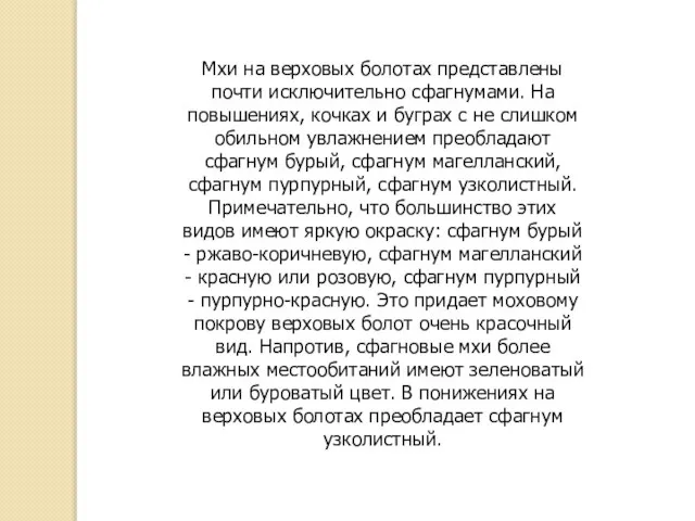 Мхи на верховых болотах представлены почти исключительно сфагнумами. На повышениях, кочках