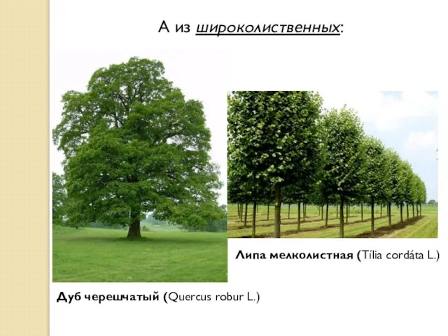 А из широколиственных: Дуб черешчатый (Quercus robur L.) Липа мелколистная (Tília cordáta L.)