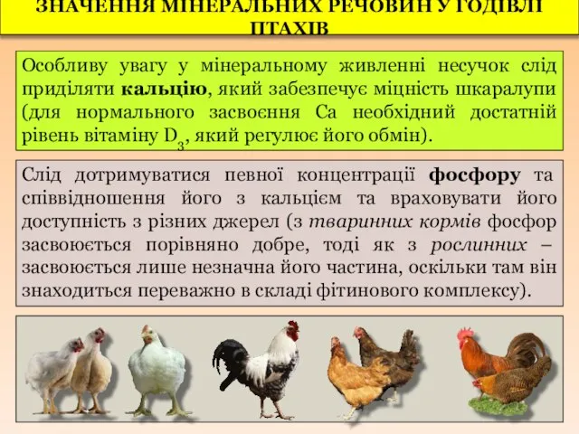 Особливу увагу у мінеральному живленні несучок слід приділяти кальцію, який забезпечує