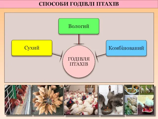 СПОСОБИ ГОДІВЛІ ПТАХІВ