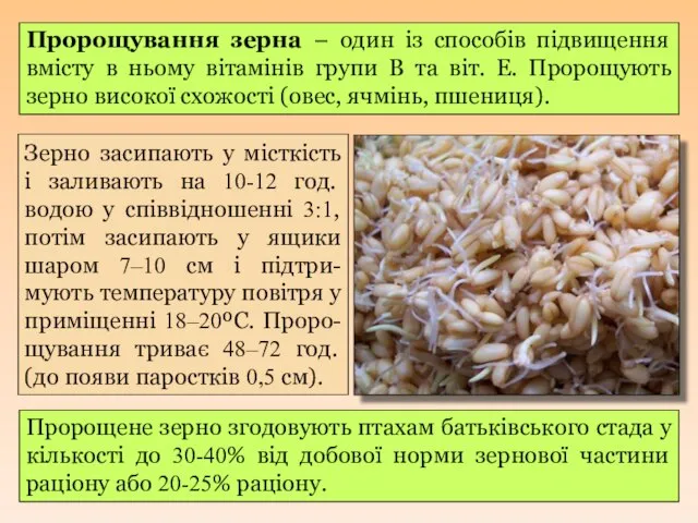 Пророщування зерна – один із способів підвищення вмісту в ньому вітамінів