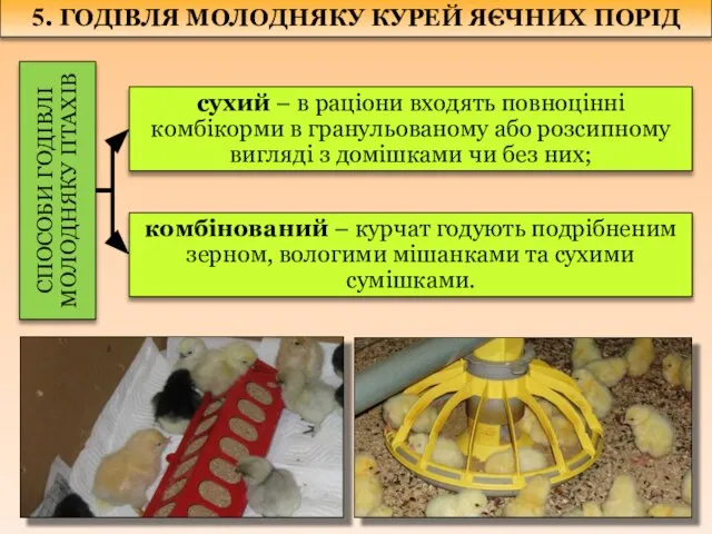 5. ГОДІВЛЯ МОЛОДНЯКУ КУРЕЙ ЯЄЧНИХ ПОРІД