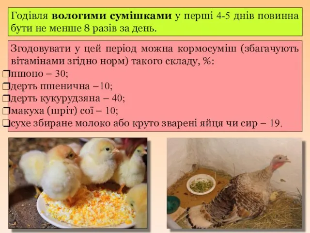 Годівля вологими сумішками у перші 4-5 днів повинна бути не менше