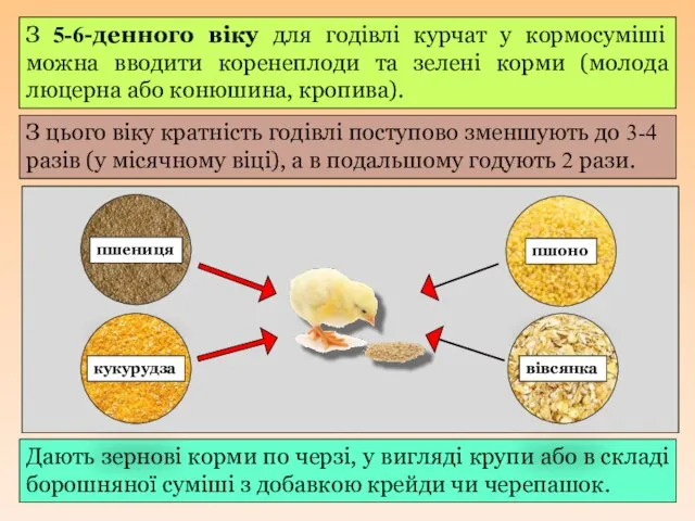 З 5-6-денного віку для годівлі курчат у кормосуміші можна вводити коренеплоди