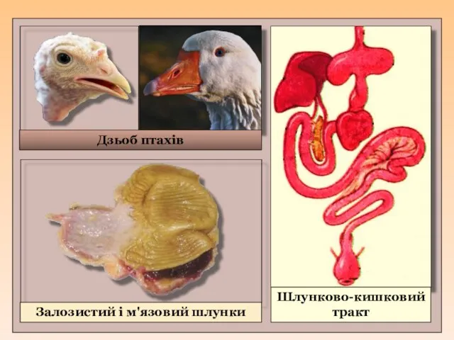 Залозистий і м'язовий шлунки Шлунково-кишковий тракт Дзьоб птахів