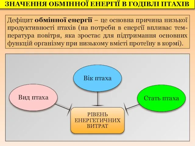 Дефіцит обмінної енергії – це основна причина низької продуктивності птахів (на