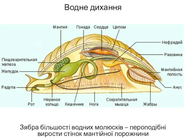 Водне дихання Зябра більшості водних молюсків – пероподібні вирости стінок мантійної порожнини