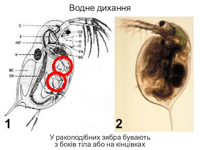 Водне дихання У ракоподібних зябра бувають з боків тіла або на кінцівках