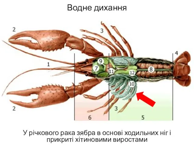 Водне дихання У річкового рака зябра в основі ходильних ніг і прикриті хітиновими виростами