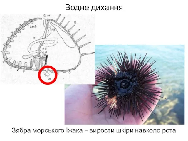 Водне дихання Зябра морського їжака – вирости шкіри навколо рота