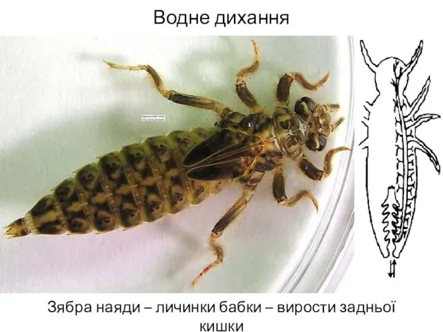 Водне дихання Зябра наяди – личинки бабки – вирости задньої кишки