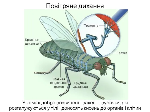 Повітряне дихання У комах добре розвинені трахеї – трубочки, які розгалужуються