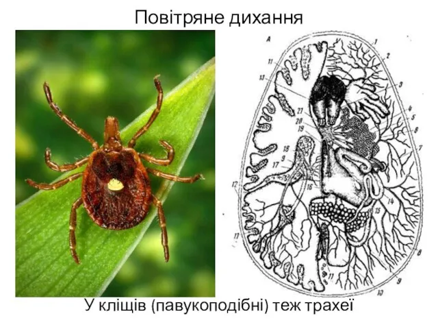 Повітряне дихання У кліщів (павукоподібні) теж трахеї