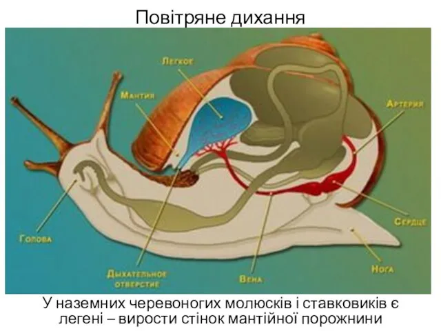 Повітряне дихання У наземних черевоногих молюсків і ставковиків є легені – вирости стінок мантійної порожнини