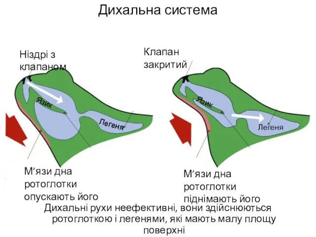 Дихальна система Дихальні рухи неефективні, вони здійснюються ротоглоткою і легенями, які