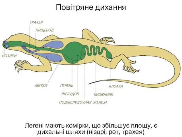 Повітряне дихання Легені мають комірки, що збільшує площу, є дихальні шляхи (ніздрі, рот, трахея)