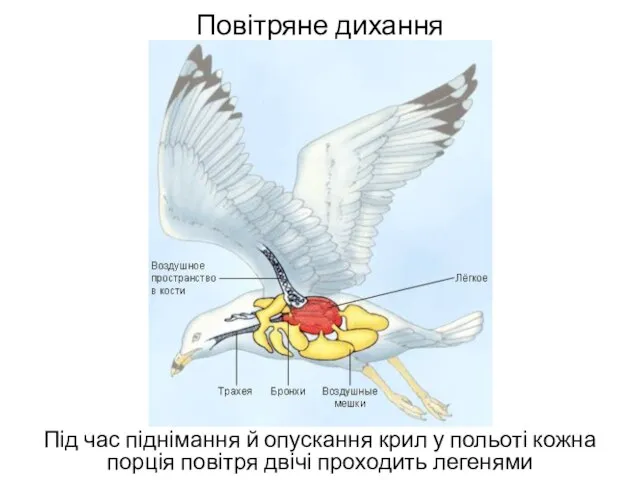 Повітряне дихання Під час піднімання й опускання крил у польоті кожна порція повітря двічі проходить легенями