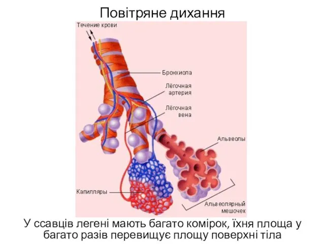 Повітряне дихання У ссавців легені мають багато комірок, їхня площа у