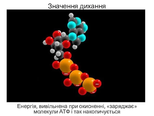 Значення дихання Енергія, вивільнена при окисненні, «заряджає» молекули АТФ і так накопичується