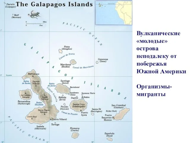 Вулканические «молодые» острова неподалеку от побережья Южной Америки Организмы-мигранты